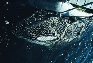 1971 Orca capture off the coast of Washington State.