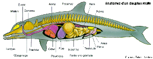 anatomie