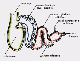 ersptr96